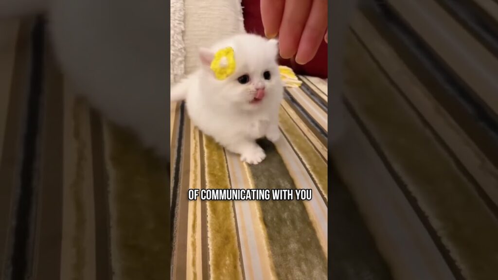 Does Your Cat See You as Mom or Dad?💕