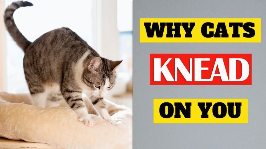 Why Do Cats Knead?