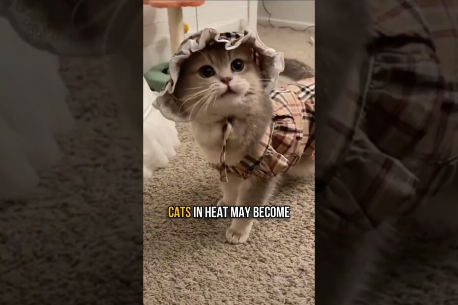 5 Easy Tips for Caring for a Cat in Heat 🐱💡