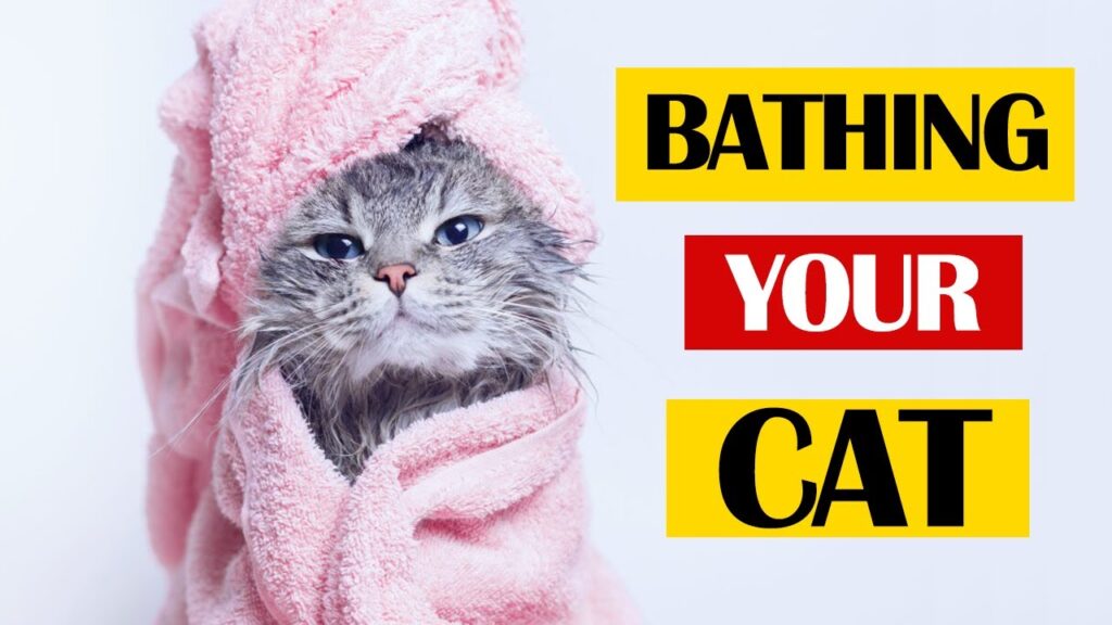 How to Give Your Cat a Bath Without Stress 1 How to Give Your Cat a Bath Without Stress