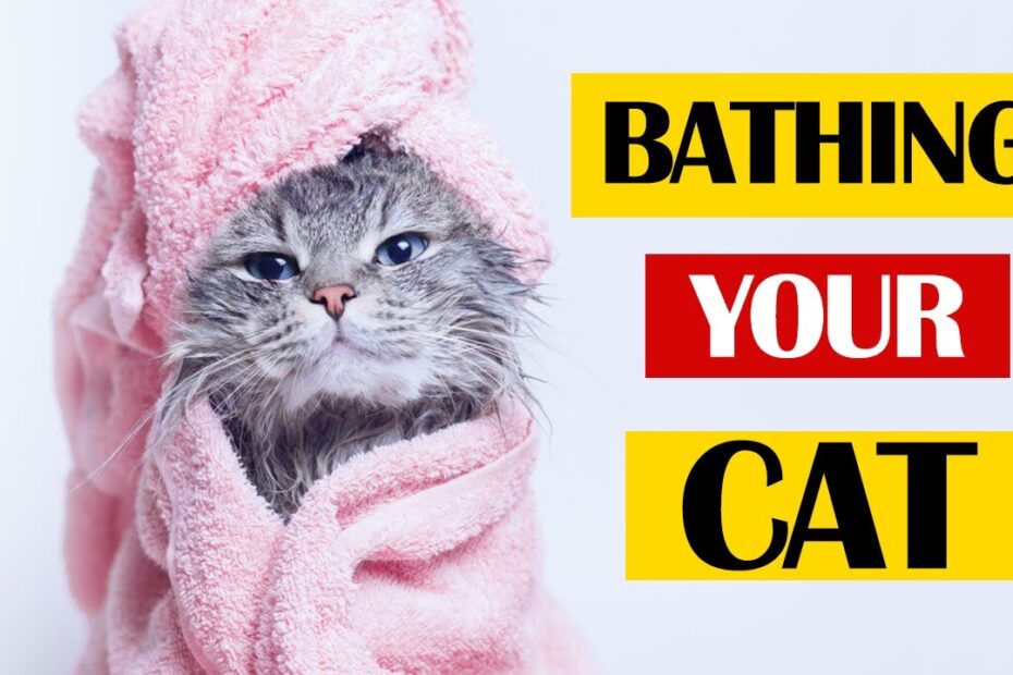 How to Give Your Cat a Bath Without Stress