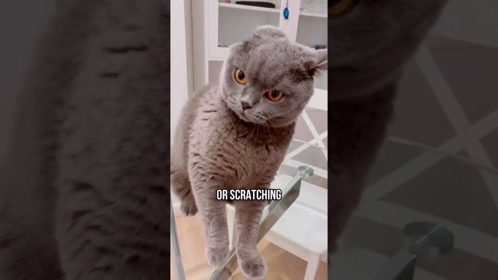Secret To Petting Your Cat The Right Way! 🐱