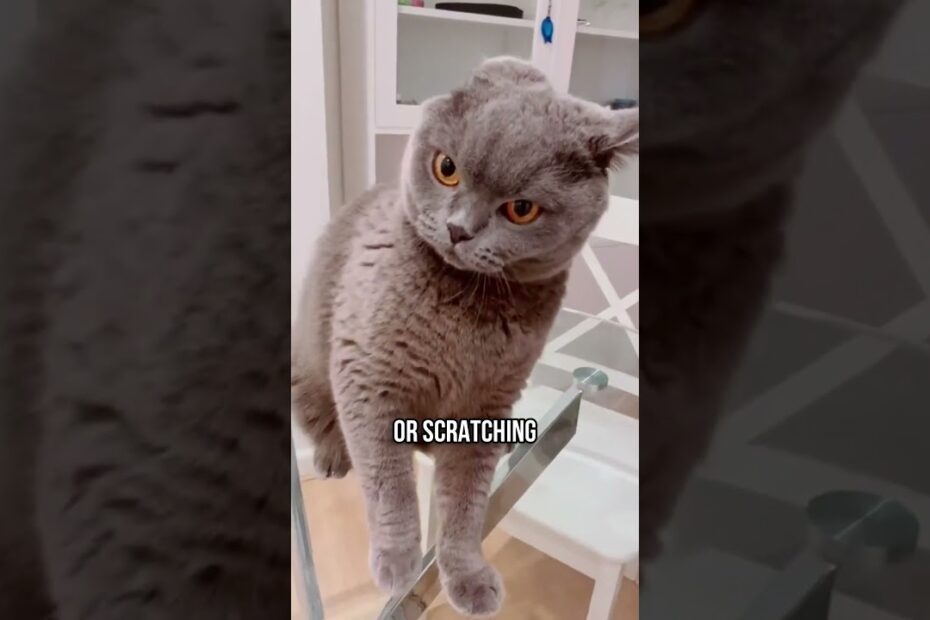 Secret To Petting Your Cat The Right Way! 🐱