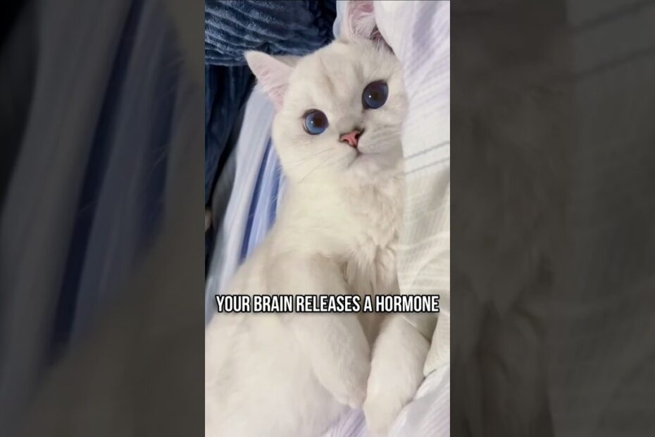 How Cuddling Cat Boosts Sleep and Reduces Stress 1 How Cuddling Cat Boosts Sleep and Reduces Stress