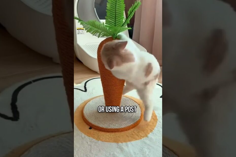 Surprising Things Cats Do When Alone 1 Surprising Things Cats Do When Alone